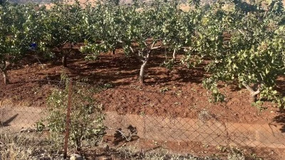 Siirt&rsquo;te Fıstık Hırsızlığı Kameralara Takıldı! 3 Ş&uuml;pheli Su&ccedil;&uuml;st&uuml; Yakalandı