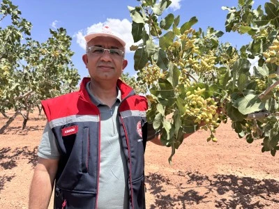 Siirt’te fıstık rekoltesi umut veriyor