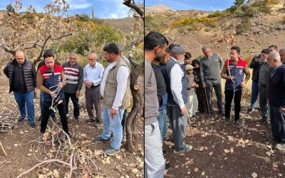 Siirt’te Fıstık Üreticilerine Budama Eğitimi Verildi