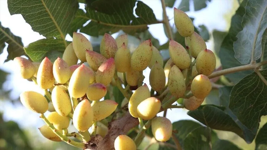 Siirt&rsquo;te fıstık &uuml;reticilerine eyl&uuml;l ayı i&ccedil;in hasat ve depolama uyarısı