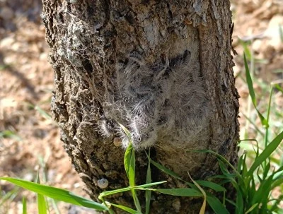 Siirt’te Fıstık Üreticilerine Gözkurdu Uyarısı! Verim Kaydına Neden Oluyor
