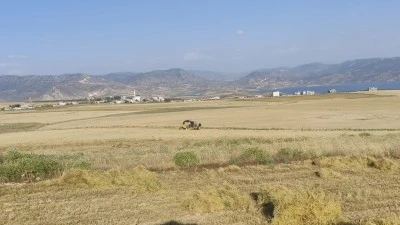 Siirt&rsquo;te Hasat Başladı: Kilosunu 12,75 Liradan Satacaklar