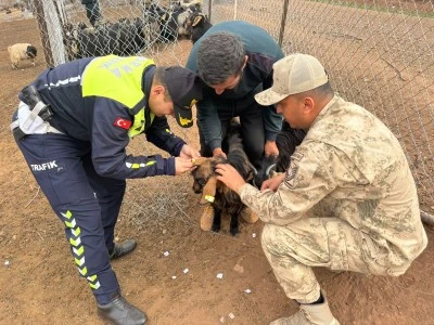 Siirt’te Hayvan Kaynaklı Trafik Kazalarını Önleme Çalışması Başlatıldı