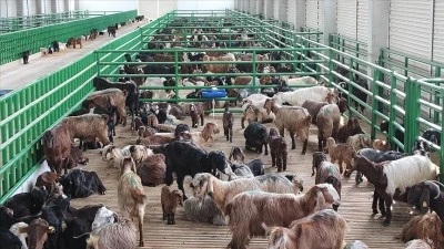 Siirt&rsquo;te Hayvancılık Destekleme Başvuruları Başlıyor