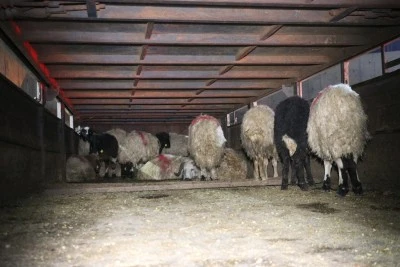 Siirt&rsquo;te Hayvanların Karın Boşluğuna Gizlenmiş 54,6 Kilo Uyuşturucu Ele Ge&ccedil;irildi