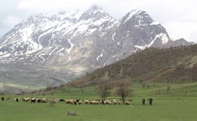Siirt’te her bahar dağlarda ortaya çıkıyor, şifa saçıyor, her derde deva olmasıyla dikkat çekiyor