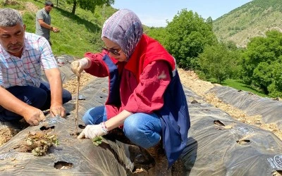 Siirt’te Kadın Kooperatifi Çilek Üretimine Başladı