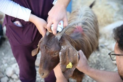 Siirt'te ke&ccedil;i verimini artırmak i&ccedil;in suni tohumlama &ccedil;alışması başlatıldı