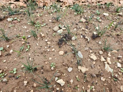 Siirt’te Kilosu 600 Bin TL Olan Ürünün Deneme Ekimi Yapıldı