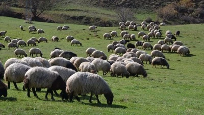 Siirt&rsquo;te K&uuml;&ccedil;&uuml;kbaş Hayvancılığa Hibe Desteği Başvuruları S&uuml;r&uuml;yor