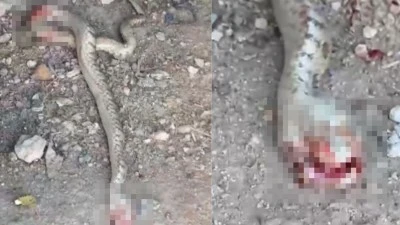 Siirt'te k&uuml;mese giren yılan paniğe neden oldu!