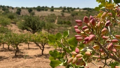 Siirt’te Kuraklığa Rağmen O Köyde Fıstıkta Yüzler Gülüyor
