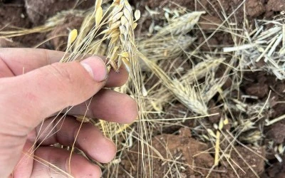 Siirt’te Kuraklıktan Sonra En Büyük Tehlike Kapıda! Çiftçi Yeni Bir Riskle Yüz Yüze