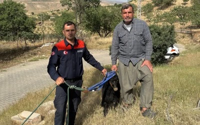 Siirt'te kuyuya düşen keçiyi AFAD ekipleri kurtardı