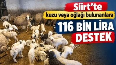 Siirt&rsquo;te kuzu veya oğlağı bulunanlara 116 bin lira destek
