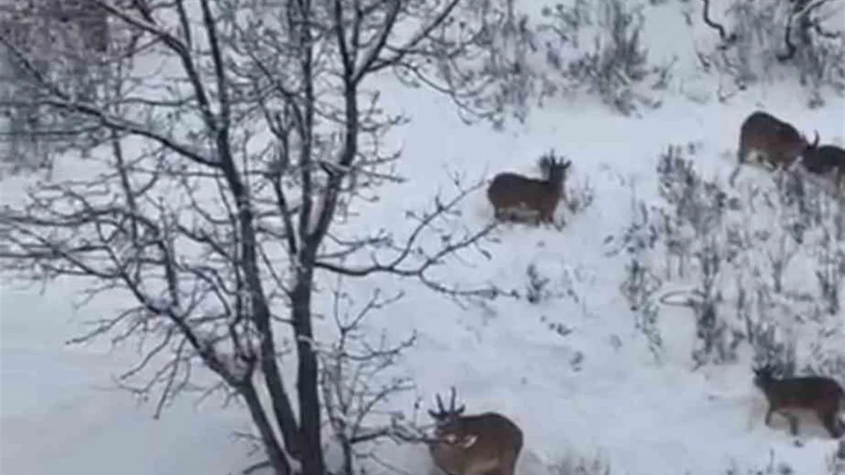 Siirt&rsquo;te Nesli Tehlike Altındaki Yaban Ke&ccedil;ileri G&ouml;r&uuml;nt&uuml;lendi