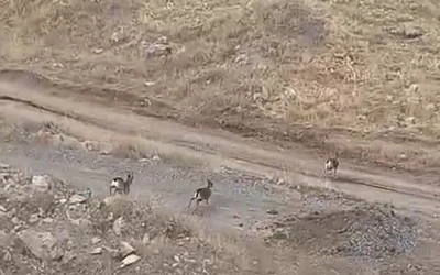 Siirt’te Nesli Tehlike Altındaki Yaban Keçisi Görüntülendi