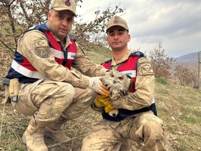 Siirt&rsquo;te Nesli T&uuml;kenme Tehlikesindeki Yırtıcı Kuş Koruma Altına Alındı