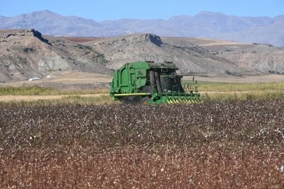 Siirt’te Pamuk Hasadı Başladı