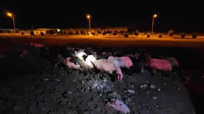 Siirt'te R&ouml;gardan Sızan Sudan İ&ccedil;en 32 K&uuml;&ccedil;&uuml;kbaş Hayvan Telef Oldu