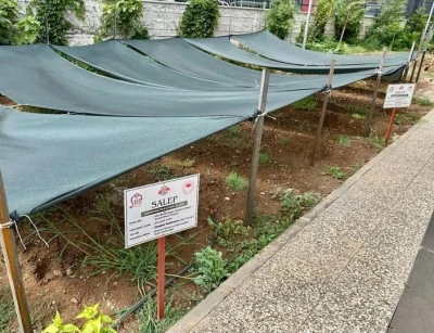 Siirt'te Salep Üretimi İçin Demonstrasyon Alanı Kuruldu