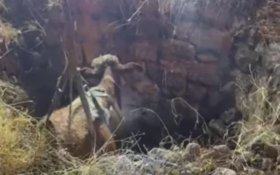 Siirt’te Su Kuyusuna Düşen İnek Kurtarıldı