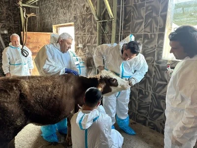 Siirt&rsquo;te Ş&uuml;pheli Hayvan &Ouml;l&uuml;mleri İ&ccedil;in &Ccedil;alışma Başlatıldı