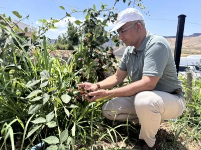 Siirt’te Tarımda Yeni Gelir Kapısı! Denendi, Olumlu Sonuç Verdi