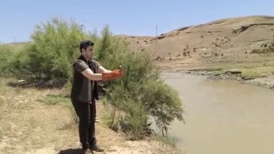 Siirt’te Tedavi Edilen Yırtıcı Kuşlar Doğaya Bırakıldı