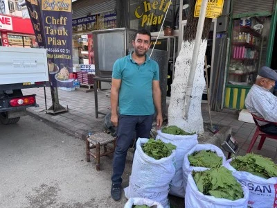 Siirt'te Toplanıyor, Salamura Yapılıp T&uuml;rkiye'nin D&ouml;rt Bir Yanına G&ouml;nderiliyor