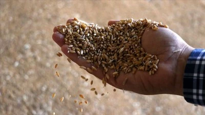 Siirt’te Üreticilere 24 Milyon Liralık Sertifikalı Tohum Desteği