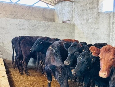 Siirt’te Üreticiye Angus Desteği Sürüyor