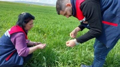 Siirt&rsquo;te Yağış Artışı Tarımda Hem Umut Hem Risk Getirdi