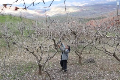 Siirt'te yağışlar fıstık &uuml;reticilerinde "yok yılı"na rağmen y&uuml;ksek verim beklentisini artırdı