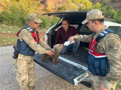 Siirt'te yaralı kızıl şahin koruma altına alındı, ayı yavrusu sütle beslenip doğaya salındı