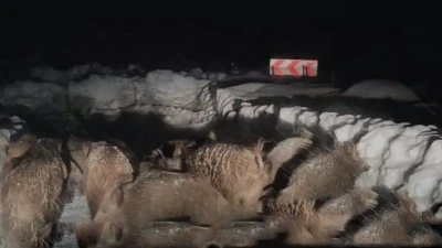 Siirt&rsquo;te Yol A&ccedil;ma &Ccedil;alışmaları Sırasında Domuz S&uuml;r&uuml;s&uuml; G&ouml;r&uuml;nt&uuml;lendi