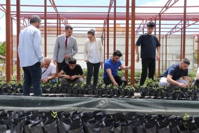 Siirt &Uuml;niversitesi Fıstık Fidanı &Uuml;retiminde Hedef B&uuml;y&uuml;tt&uuml;