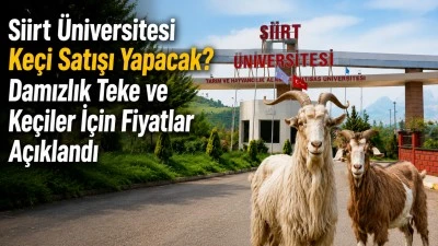Siirt &Uuml;niversitesi Ke&ccedil;i Satışı Yapacak? Damızlık Teke ve Ke&ccedil;iler İ&ccedil;in Fiyatlar A&ccedil;ıklandı