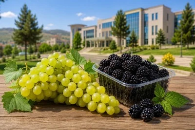 Siirt &Uuml;niversitesi&rsquo;nde &Uuml;retilen &Uuml;z&uuml;m ve B&ouml;ğ&uuml;rtlen Satışa Sunuldu