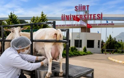 Siirt &Uuml;niversitesinden ke&ccedil;i s&uuml;t&uuml; satışı! Fiyatı da a&ccedil;ıklandı