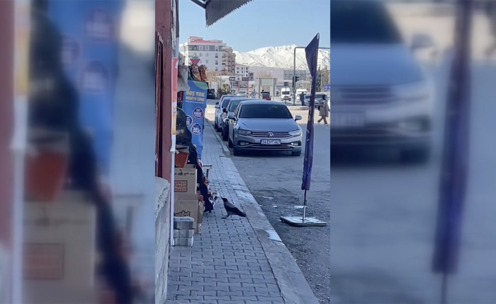 Siirt'in komşu ilinde karganın marketin rafından cips paketini alması kameraya yansıdı