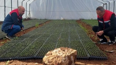 Siirtli Çiftçiler Ürettikleri Fideyle Bitlis’e Açıldılar