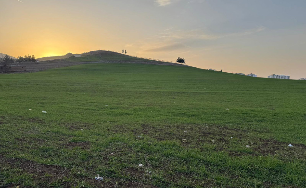 Siirt’te Çiftçiye Yeni Darbe! Kuraklık ve Farelerden Sonra Şimdi de Yeni Tehdit!