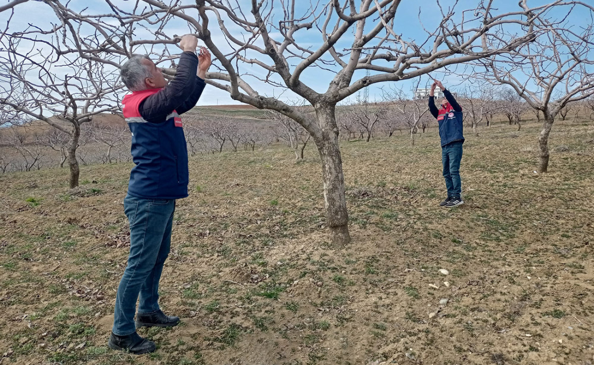 Siirt’te Don Badem Ağaçlarını Vurdu