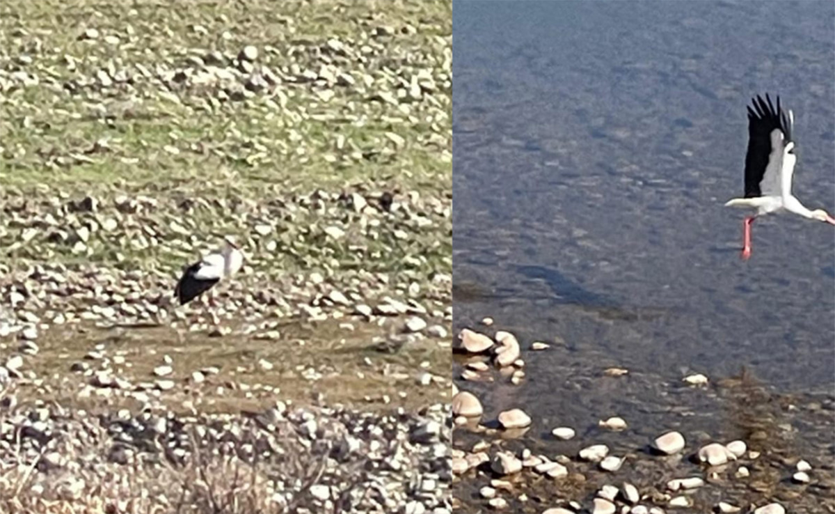 Siirt’te Leylekler Bu Yıl Göç Etmedi
