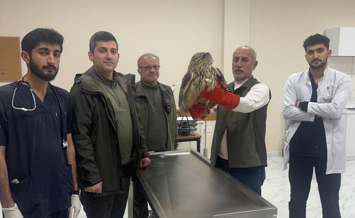 Siirt’te Yaralı Halde Bulunan Yırtıcı Kuş Tedavi Altına Alındı