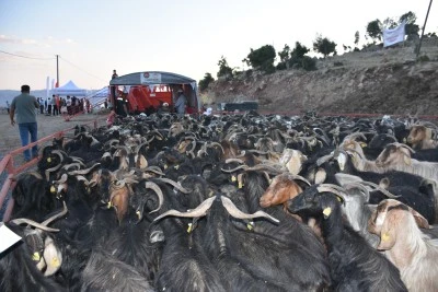 Şırnak'ta 600 Bin K&uuml;&ccedil;&uuml;kbaş Hayvan Mobil Veteriner Noktalarında Sağlık Taramasından Ge&ccedil;ti