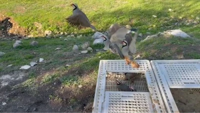 Şırnak'ta bakımları tamamlanan 21 kınalı keklik doğaya salındı