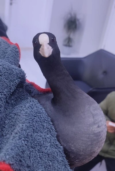 Şırnak'ta bitkin bulunan sakarmeke kuşu tedavi altına alındı