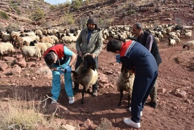 Şırnak'ta ekipler 342 bin küçükbaş hayvanı sağlık kontrolünden geçirdi